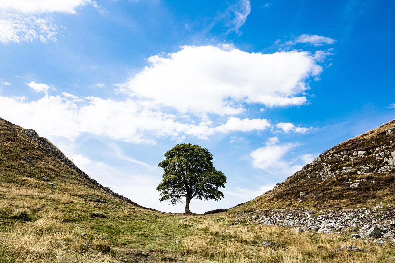 Trees of Hope